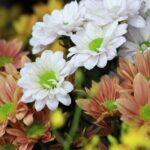Vibrant close-up of white, yellow, and orange chrysanthemums in full bloom.