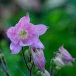 Delicate pink columbine flower in a lush green garden setting, showcasing spring bloom.