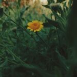 Captivating close-up of yellow fleabane blooming amidst green foliage under natural light.
